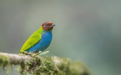 Obraz premium Bay Headed Tanager in the Rain Forest!