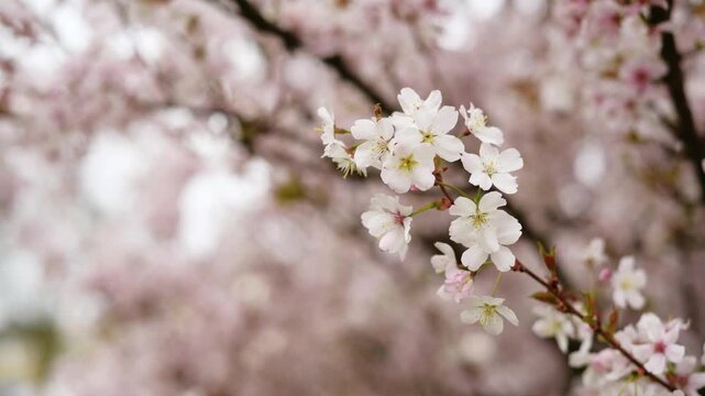 Close up of pink cherry blossom flowers on tree outdoors, delicate spring bloom, nature beauty, seasonal renewal, floral detail, springtime festivity. High quality 4k footage