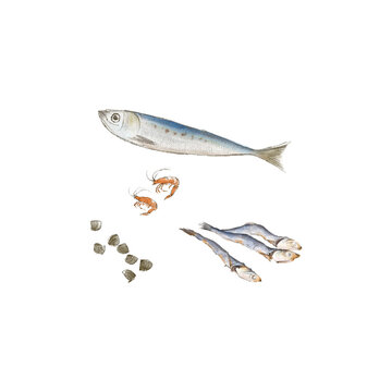 カルシウムを含む魚介類のイラスト