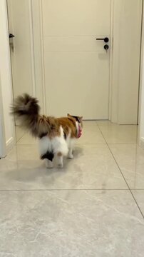 "Fluffy calico cat walking away showing bushy tail"