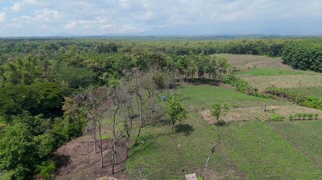 Aerial drone view descending from 50m to 2m over lush teak forest and farmland.