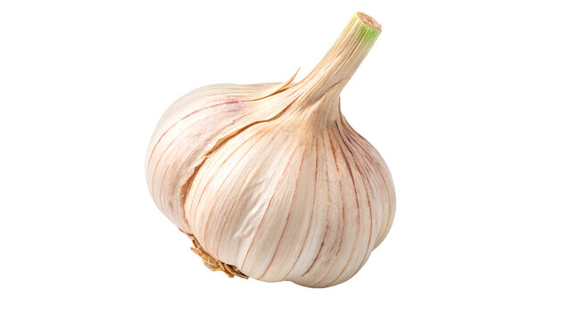Fresh garlic bulb isolated on transparent background	