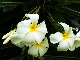 Plumeria flower growth tree with green leaf nature park tropical summer. © wing-wing