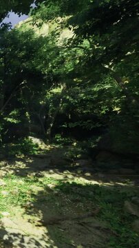 Sunlight filters through the trees in a forest. The ground is covered with grass and small plants. Leaves create patterns of light and shadow. It is daytime in this nature setting.