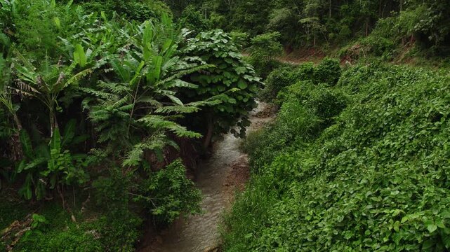 Low altitude flyover view of small river in tropical forest with lush green foliage in the surrounding.