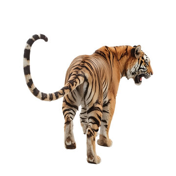 Bengal tiger with an open mouth is walking away on a white background