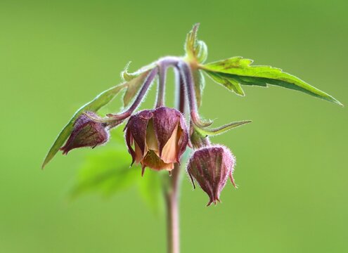 Geum rivale (water avens) wildflower