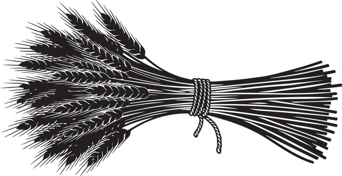 A bundle of wheat tied with a rope illustration