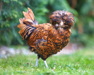 Poultry Farming And Rare Breeds Golden Laced Padovana Polish Chicken Walking On Green Grass In A Garden Setting Representing Sustainable Agriculture