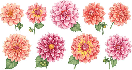 Dahlia flowers collection in soft pink and peach tones. Botanical floral set illustration. Elegant garden blossoms for decoration, wedding design, and nature themes. © ALINA
