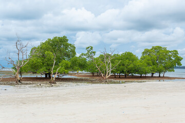Mangrove trees growing in a coastal mangrove swamp, showcasing rich biodiversity and a unique tropical ecosystem. 