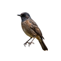 Obraz premium Dunnock bird perched on a branch in detailed illustration against white backdrop
