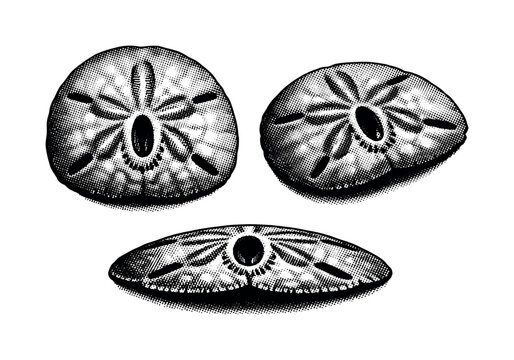 Sand dollar underside A realistic sand dollar underside with central mouth opening and fine structural detail, represented as the same underside in three