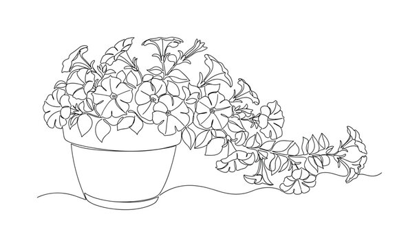 Petunia Decorative Pot. Minimalistic one-line drawing blooming petunia flowers flowing over the edge of a decorative home flower pot, continuous single black