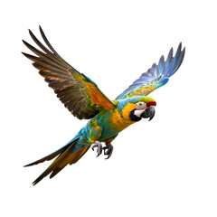 Fototapeta premium Vivid macaw soars majestically against a pristine white backdrop, showcasing its colorful plumage