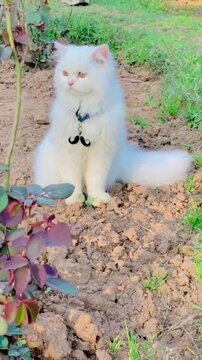 Adorable White Cat with a Stylish Bow Tie Collar in a Flower Garden
