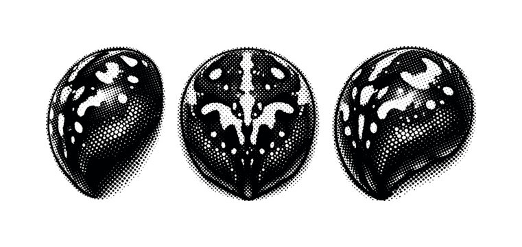 Orb weaver spider abdomen detail. A realistic orb weaver spider abdomen is depicted as a single object shown in three views highlighting curvature, mass, and