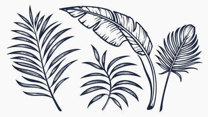 Obraz premium Exotic palm leaves in linear style collection. Brush drawn tropical palm leaves isolated on white background. Handdrawn vector ink illustration. Botanical grunge elements. Tropical foliage. 