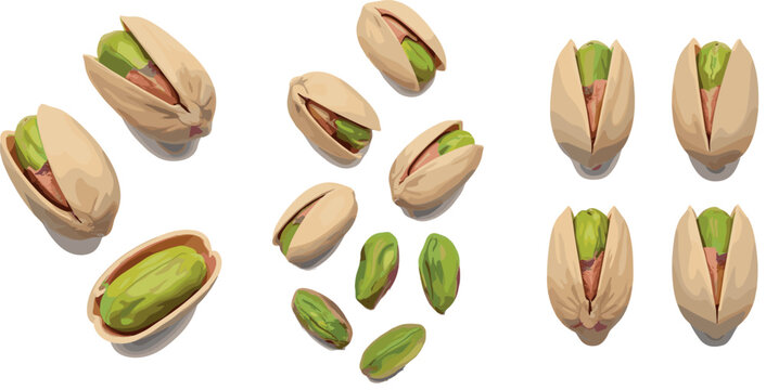 Realistic pistachio nuts set with open shells and kernels in detailed vector illustration isolated on light background for food design and packaging