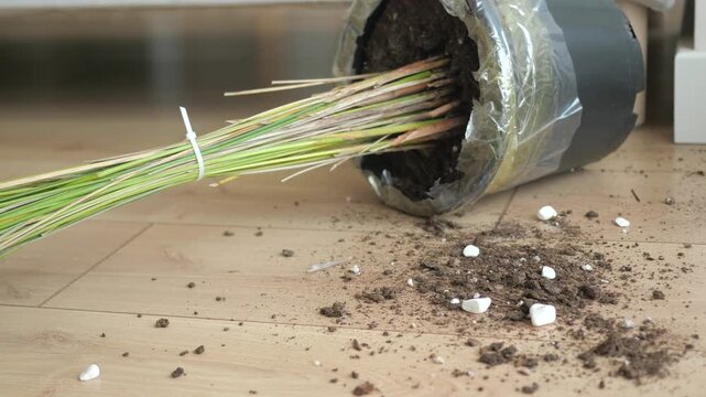 Fallen potted plant on wooden floor with spilled soil and dried leaves motion