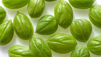 Fototapeta premium Fresh green basil leaves arranged on a white background studio shot