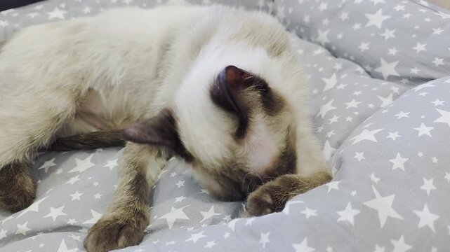 A cat with sarcoptic mange mites experiences intense itching and scratching.
Atopic dermatitis, allergies, and skin problems in cats