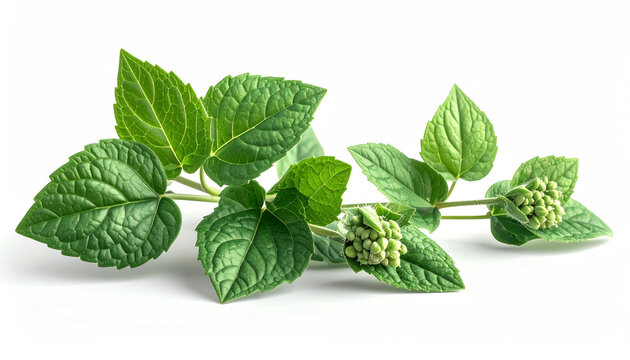 Fresh green hydrangea branch with developing flower buds on white background