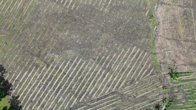 Bird's eye view of tropical farm fields and a small hut near the forest edge, 4K 60fps.
