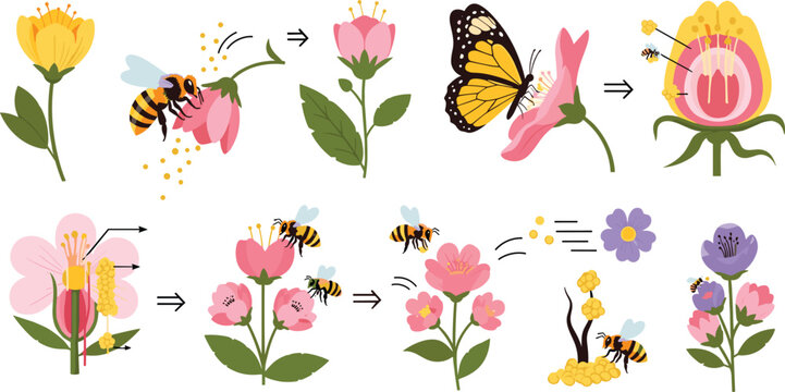 Pollination process with bees butterflies and flowers, plant reproduction and pollen transfer stages flat vector illustration collection for biology education design