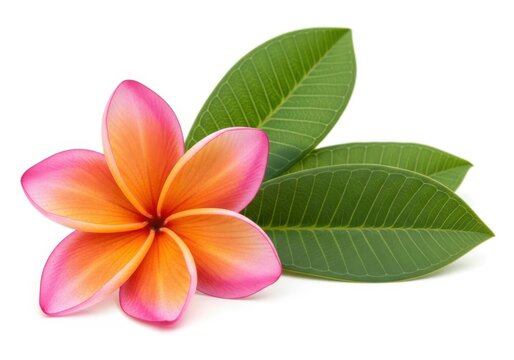 Beautiful pink and orange plumeria flower with green leaves isolated on white background