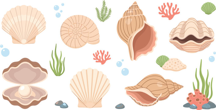 Seashell collection set with ocean shells, coral and underwater elements, marine nature objects in flat cartoon style vector illustration