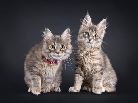 Two adorable Maine Coon kitten, sitting side by side facing front. One leaning curious in to camera, both looking to lens. Isolated on a black background.