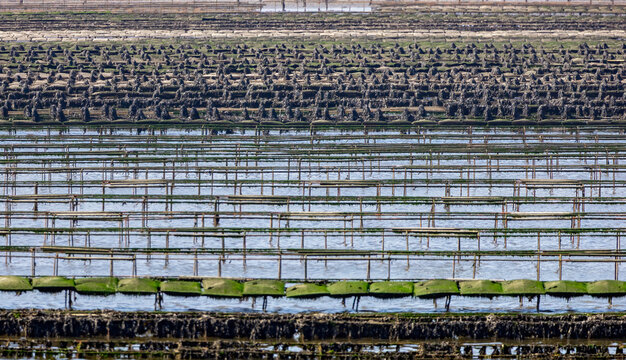 Oyster Farming Structures in Ria de Aveiro Lagoon, Portugal