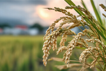 Naklejka premium Golden rice grain close up in paddy field, mature crop ready for harvest, agriculture landscape at sunset, natural rural scene