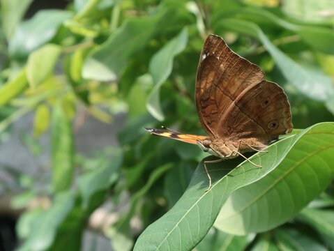 Cose-up shot of a Brown Pansy (Junonia hedonia) butterfly resting on green leaf. Perfect for nature, wildlife, and environmental themes