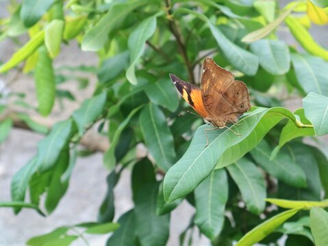 Cose-up shot of a Brown Pansy (Junonia hedonia) butterfly resting on green leaf. Perfect for nature, wildlife, and environmental themes
