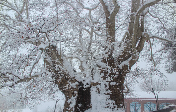 900 years old Plane tree in Telavi city, Georgia. Winter, snow on the branches. A large hollow in the tree is visible.