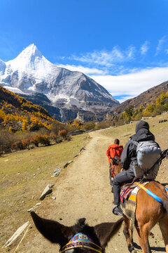 Special Horse Caravan at Yading Nature Reserve. a famous landscape in Daocheng, Sichuan, China.