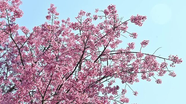 Wild Himalayan Cherry blossom tree growing on mountains in Chiang Rai province, Thailand. Wild Himalayan Cherry is a species of flowering plants of the genus Prunus in the Rosaceae (Rose) family.