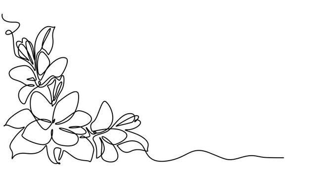 Plumeria flower continuous one line drawing animation, Plumeria flower continuous one line drawing animation. Frangipani linear blossom animated video, Video. A lily flower drawn with one continuous