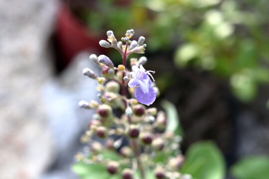 Close up Lavender purple flower Vitex trifolia blooming on top inflorescence and blur background in Thailand. Common name Simpleleaf Chastetree, Common Blue Vitex, Legundi, Lenggundi or Lagundi.