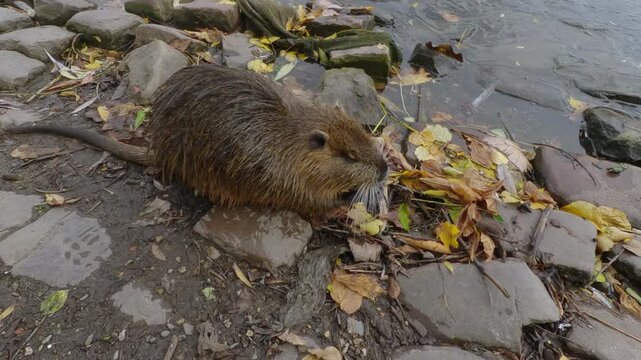Close-up of wet Coypu feeding on riverbank among fallen autumn leaves, top view. Nutria sits on stone near water, eating and searching for food in fall foliage.