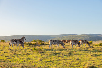 Fototapeta premium Zebra in Addo Elephant Safari Park