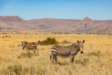 Fototapeta premium Mountain Zebra grazing in grassland in Game Reserve