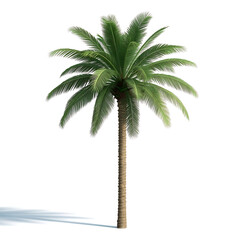 Obraz premium A tall palm tree stands alone against a white background