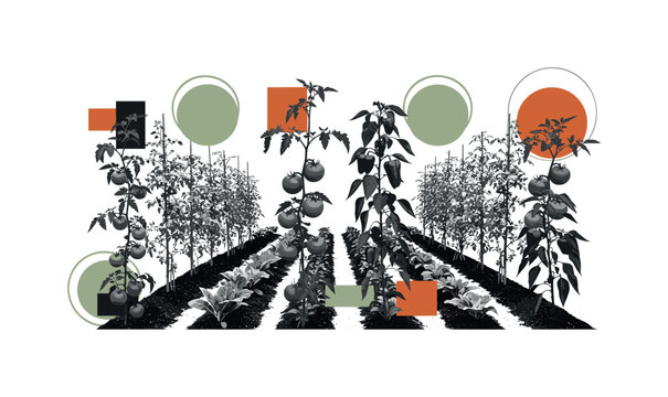 black and white garden rows forming rhythmic agricultural pattern with tomato vines, pepper plants, and leafy greens, circular halos and abstract geometric