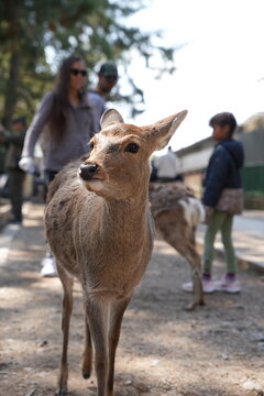 sacred  Sika deer at nara park waiting to be fed by tourist