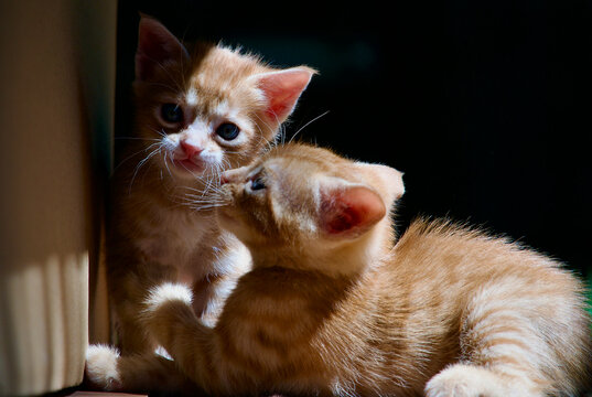 Curious orange kitten sniffing around in the lush green field during springtime.