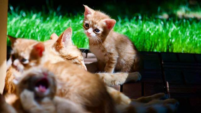 Cute young tabby cat exploring nature with a wide-eyed and curious expression.