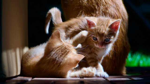 Cute young tabby cat exploring nature with a wide-eyed and curious expression.